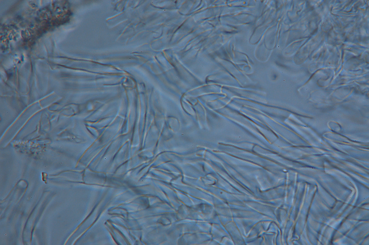 Ritrovamento n 5 del 26-11-2011 (Irpex lacteus)